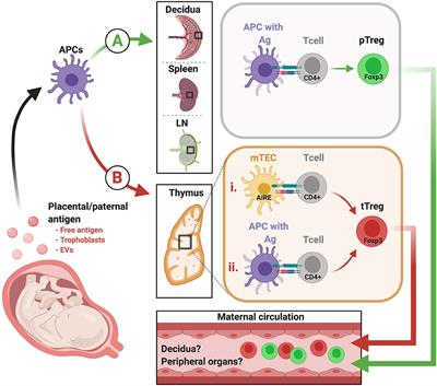 Exploring the Origin and Antigenic Specificity of Maternal Regulatory T Cells in Pregnancy